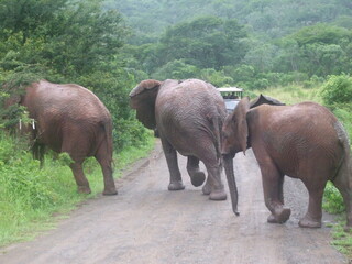 Elephants in Hluhluwe-iMfolozi Game Reserve