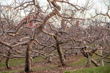 Twisted apple tree in an apple orchard in the winter
