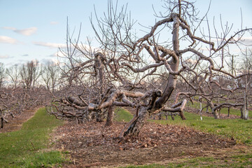 Twisted apple tree in an apple orchard in the winter