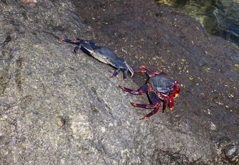 Crab on rock