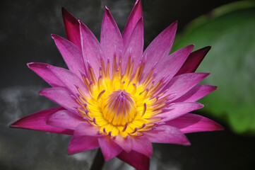 purple lotus flower background nature