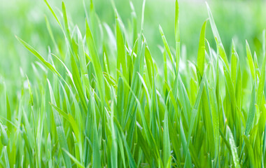 Close up of fresh thick grass in the early morning natural backround