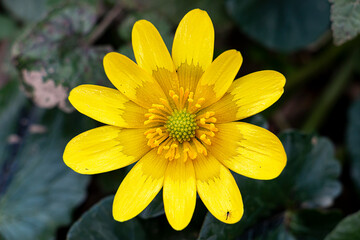 particolare di un fiore di ranuncolo della specie Ranunculus ficaria