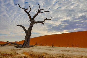 ancient cottonwood tree in Deadvlei, in the namibian desert - obrazy, fototapety, plakaty