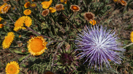 macro of wild yellow daisies and purple flower of a thistle