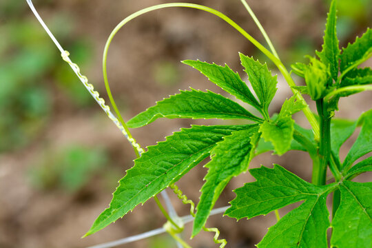 Achocha Cyclanthera pedata leaf close up.Achocha plant.
