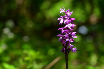 Knabenkraut, Blütenstand