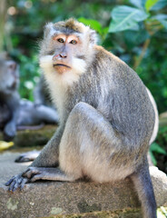 Naklejka na ściany i meble Bali Monkey