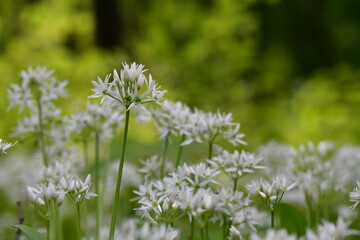 blühender Bärlauch
