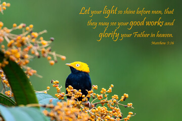 Inspirational, encouraging and uplifting Bible Verses printed on beautiful bird photography.