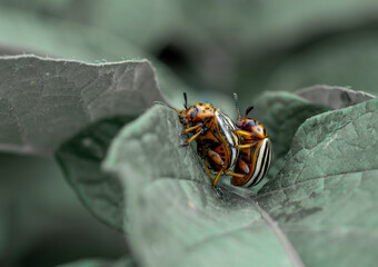 Colorado potato beetles mating on the leaves of green potatoes.Black and white background.