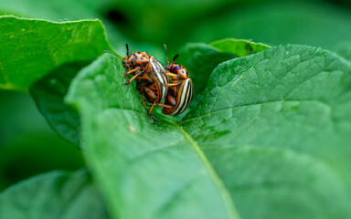 Colorado potato beetles mating on the leaves of green potatoes.