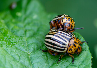 Colorado potato beetles mating on the leaves of green potatoes.