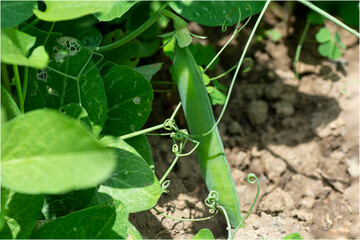 A plant of green peas in the garden. Close-up.(Pisum sativum).Green pea pods on a pea plants in a garden.