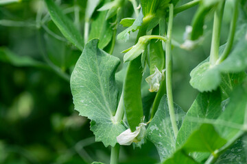 Fototapeta premium A plant of green peas in the garden. Close-up.(Pisum sativum).Green pea pods on a pea plants in a garden.