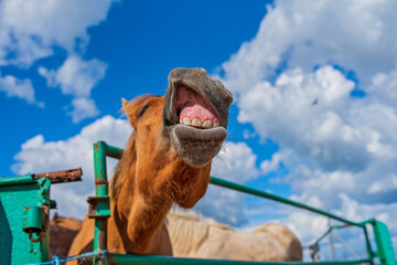 Portrait of a neighing horse. Photographed close-up.