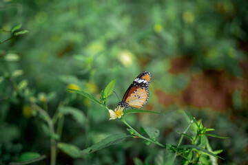 Butterfly#Nature#Green#Butterfly on the Plant