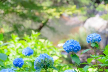 青い紫陽花の花