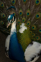 Fototapeta premium peacock bird with beautiful tail closeup