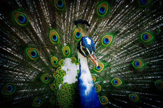  peacock bird with beautiful tail closeup