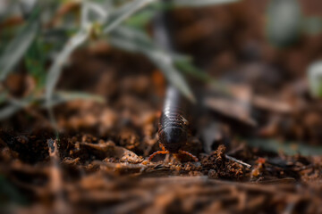 Insects on the Ground#Brown Insect#