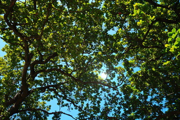 green leaves against blue sky