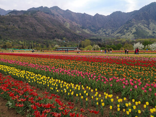 C-0012 Hanada-4
Photographed in Tulip Garden, Srinagar, India in April 2019. Unexpectedly, there is such a beautiful garden in Indian-controlled Kashmir.
