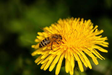 A honey bee pollinating a flower - close up view