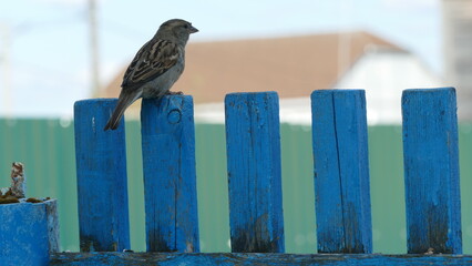 bird Sparrow sitting on the fence
