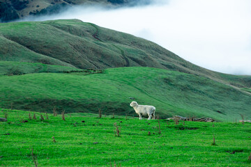 Fototapeta premium the sheep is grazing at the top of the Bank Peninsula, Canterbury, New Zealand.