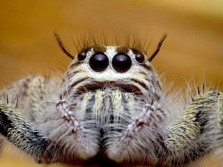 Jumping spider on brown background.