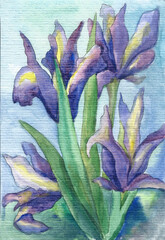 Watercolor card with violet irises, colorful picture