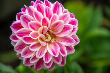Fototapeta premium Closeup of the center of a pink flower