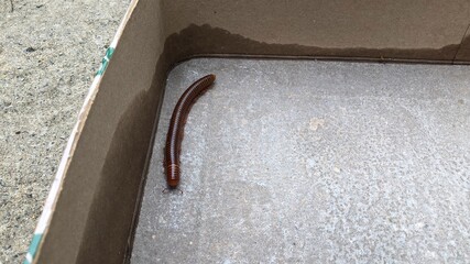 Millipede walking on floor,wildlife in botanical garden.