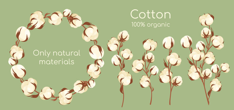Organic cotton plant vector illustration set. Cartoon flat cottonseed branch with white textured flower bolls, natural raw materials for eco textile industry, manufacturing high quality cotton fabric
