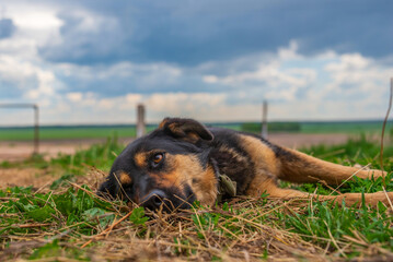 A tired dog lies on the grass. Photographed close-up.