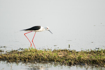 Black winged stilt (Himantopus himantopus) walking around a lake trying to find food