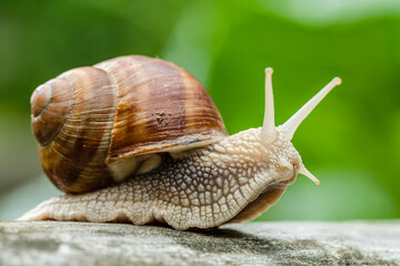 Close up Shot of Burgundy Snail