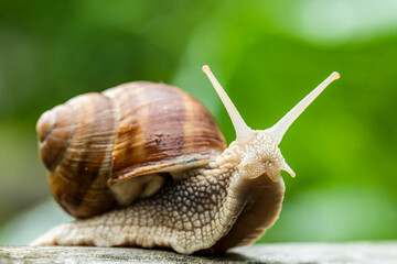 Close up Shot of Burgundy Snail