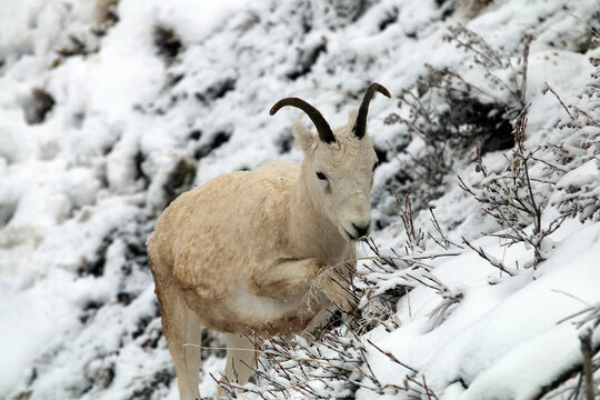 Dall Sheep In Denali NP Alaska