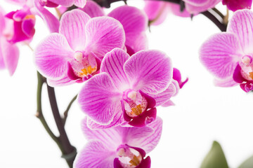 Obraz na płótnie Canvas Pink Orchids