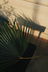 Still life shot of a dyed green plant leaves with shadow on sunset