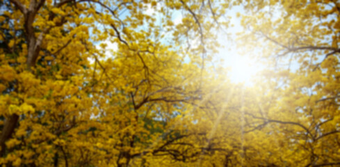 the golden flowers Paraguayan Silver Trumpet Tree Tabebuia argentea Britton, blurred image.