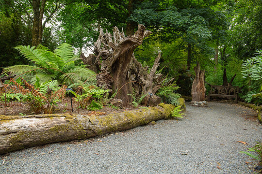 Woodland sculpture at rhs rosemoor botanical gardens, devon
