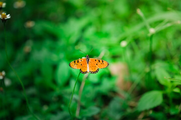 butterfly on a flower