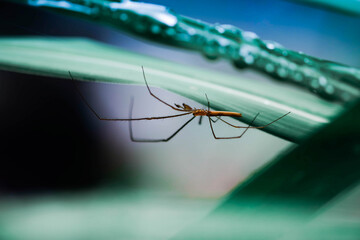 Spider water under the leaves