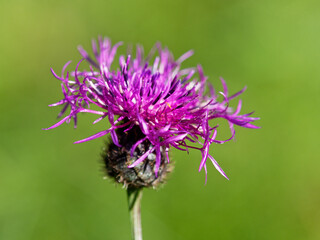 Blooming Spotted knapweed (Centaurea maculosa), found in Julian Alps and surrounding area. It also has been introduced to North America, where it is considered an invasive plant species.