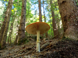 Amanita muscaria, commonly known as the fly agaric or fly amanita, is a basidiomycete of the genus...