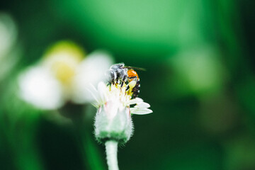 bee on a flower