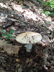 mushroom in the forest